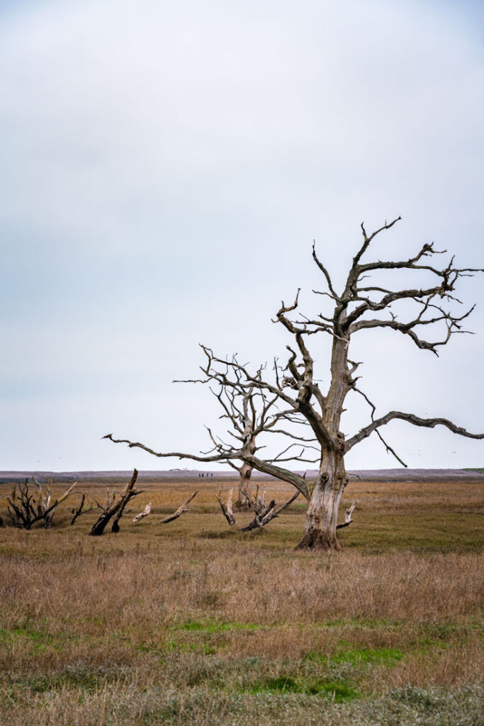 dead trees in porlock marshes