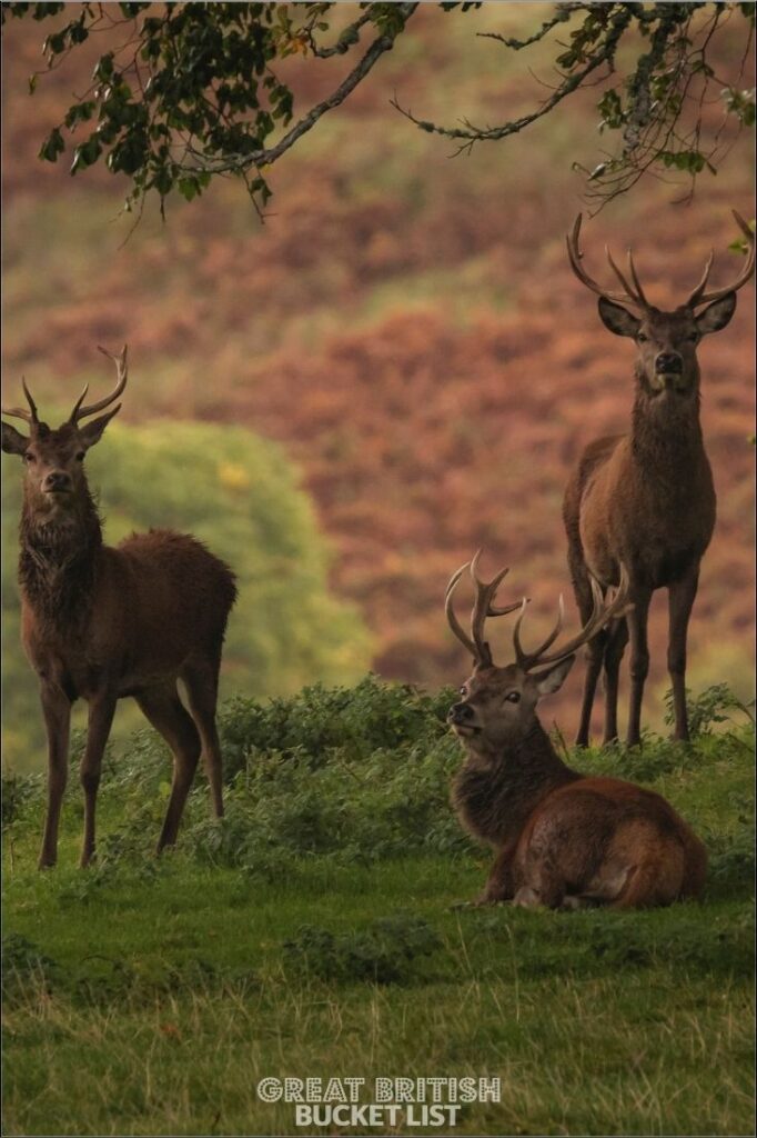 Deer in Scottish Highlands
