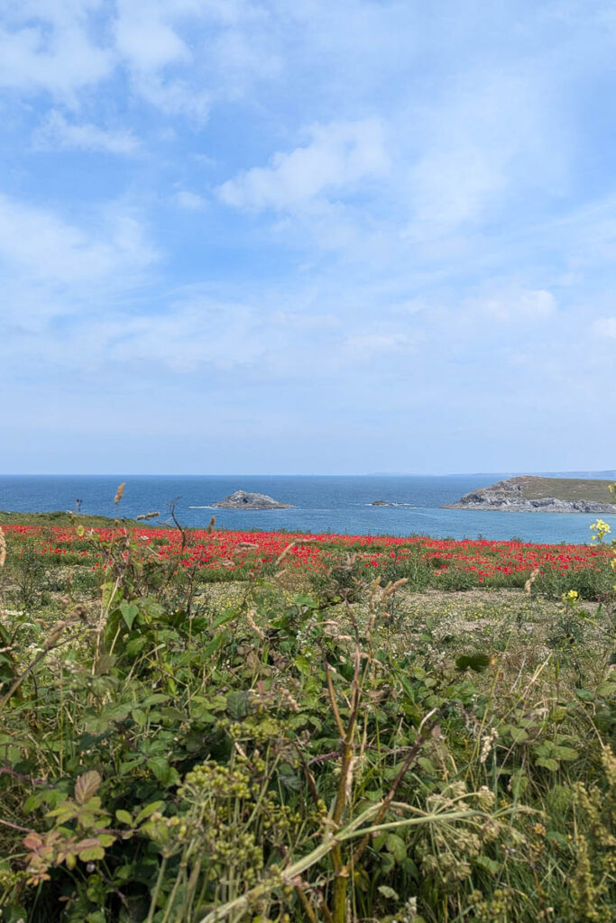 poppy fields in North Cornwall