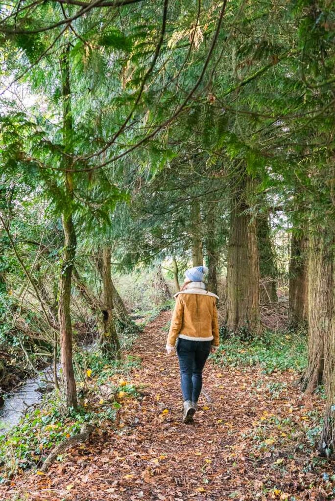 Cotswold woodland