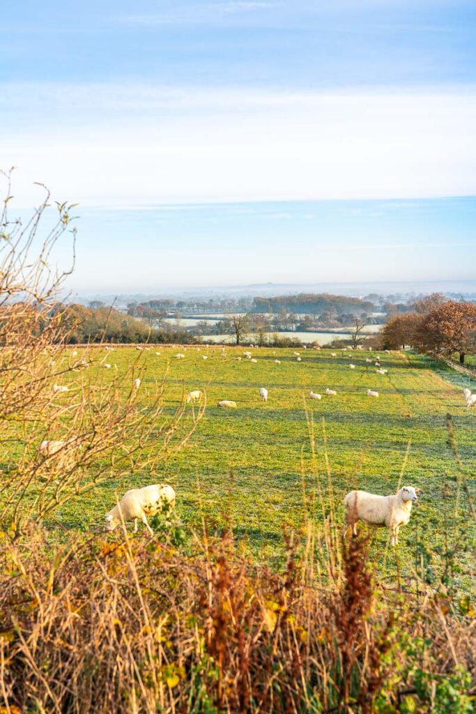 Sheep in the cotswolds