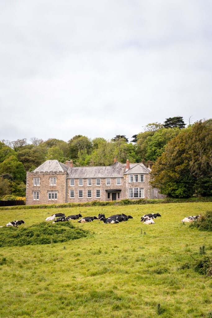 field of cows with penrose estate